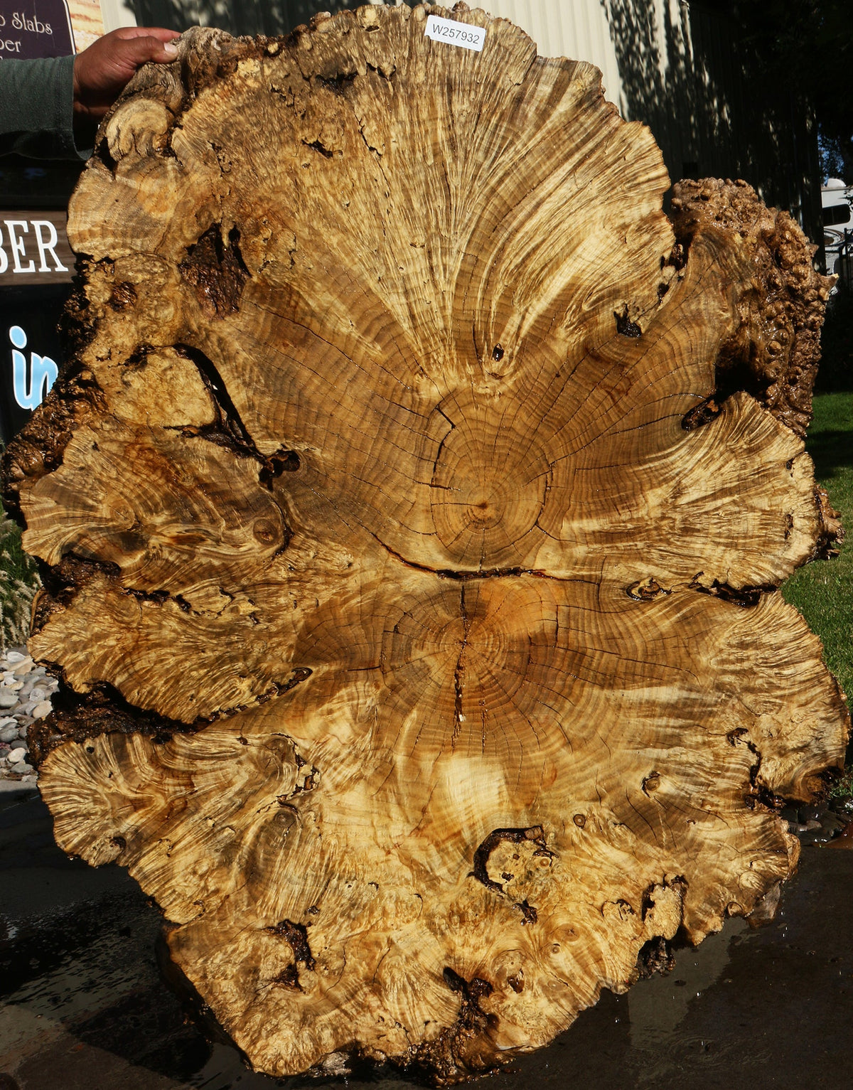 Rustic Box Elder Burl Cookie