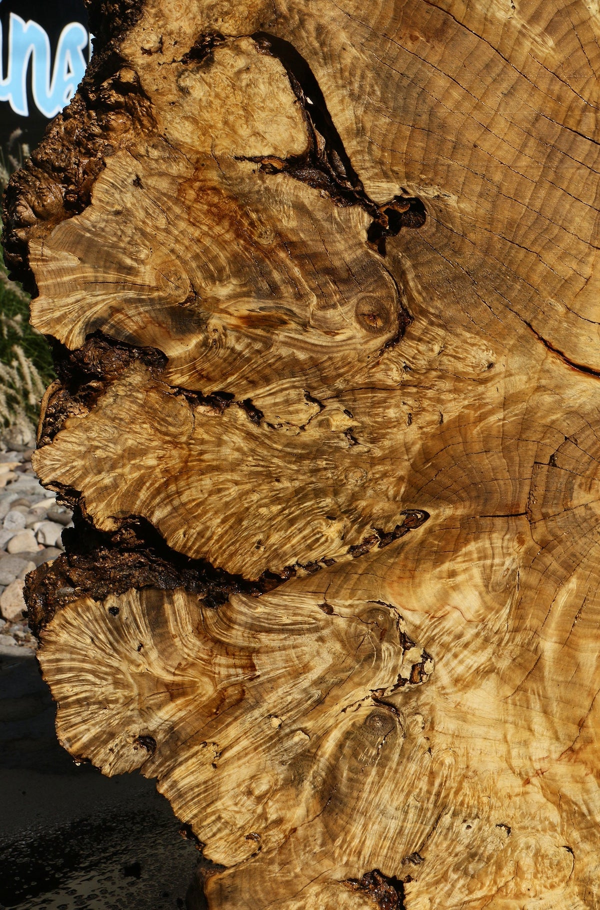 Rustic Box Elder Burl Cookie