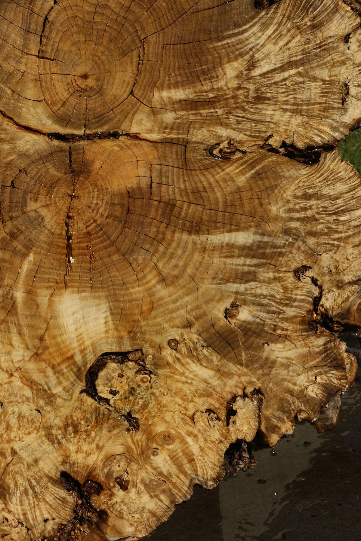 Rustic Box Elder Burl Cookie