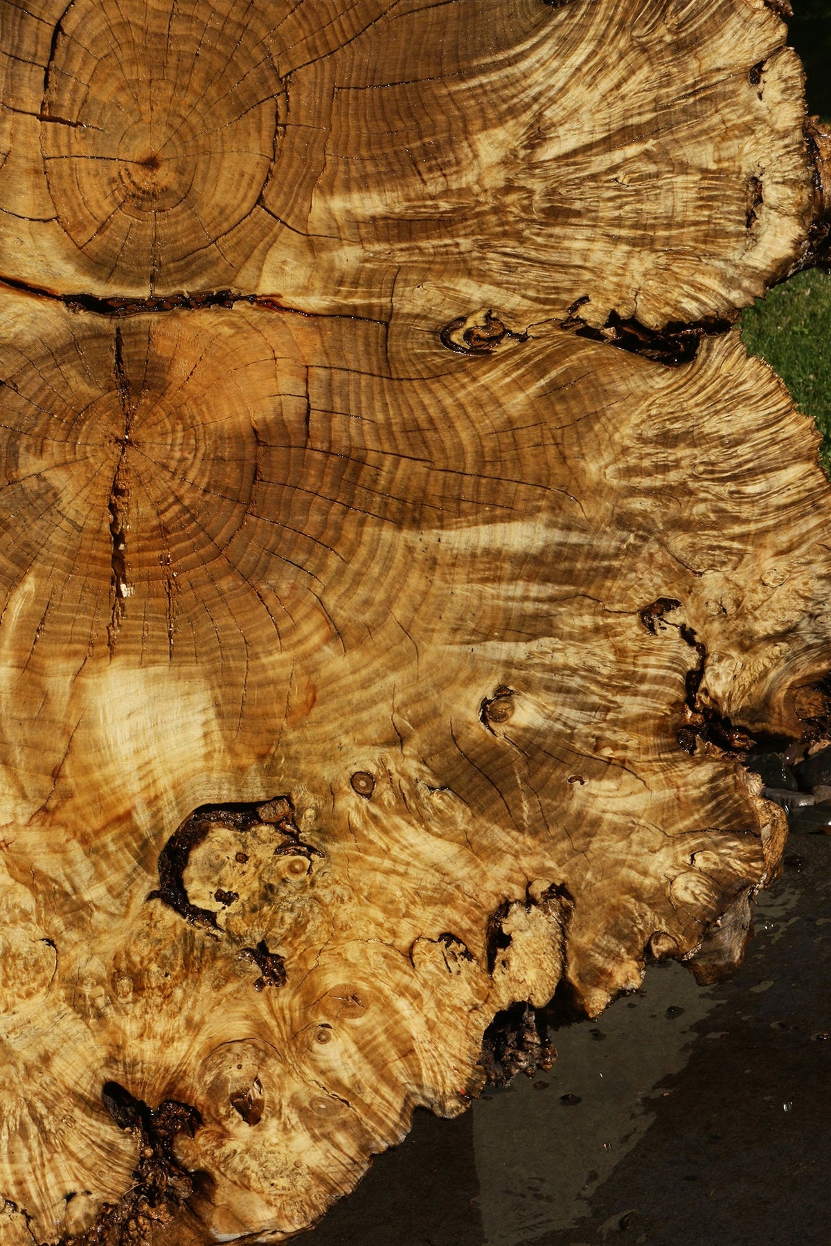 Rustic Box Elder Burl Cookie