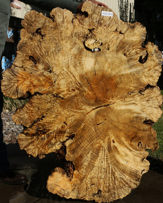 Rustic Box Elder Burl Cookie