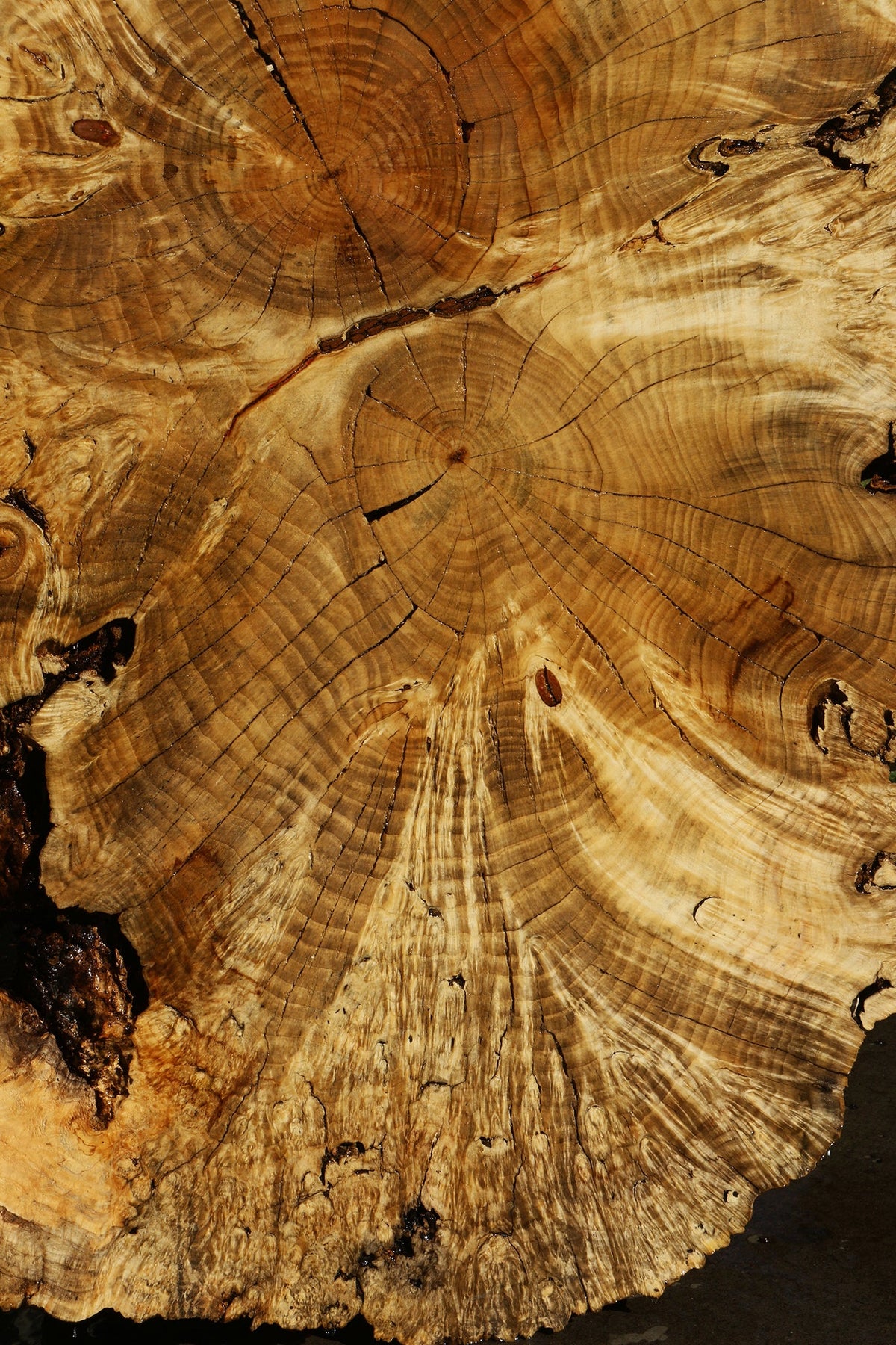 Rustic Box Elder Burl Cookie