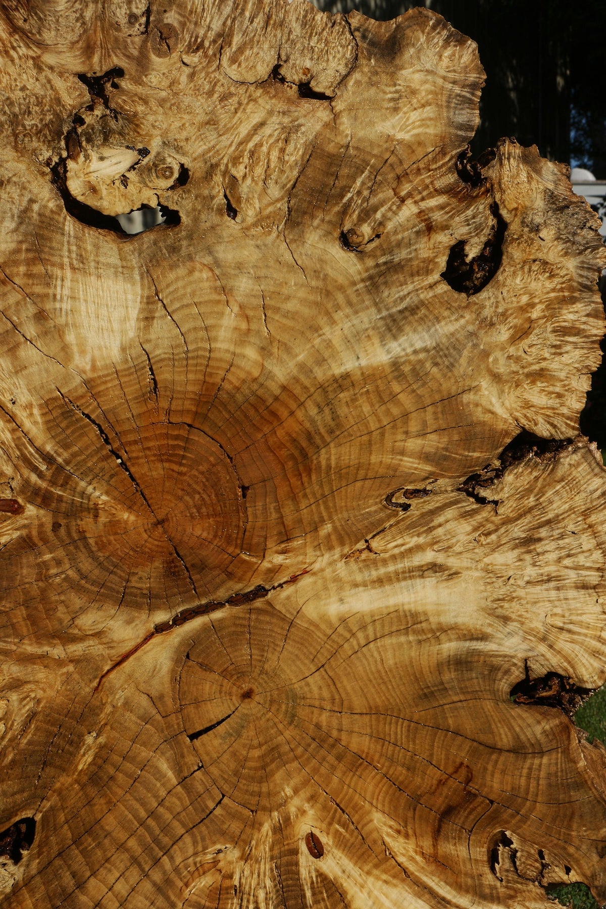 Rustic Box Elder Burl Cookie