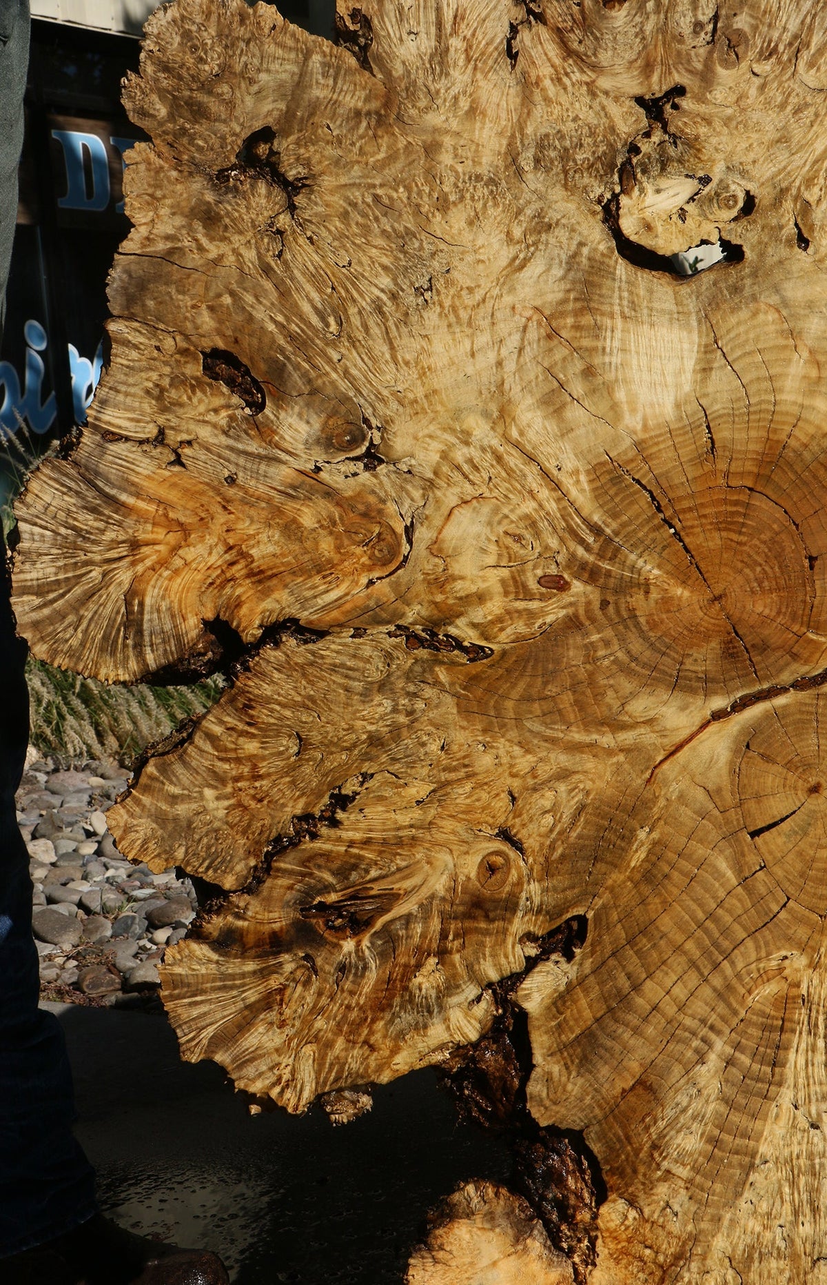 Rustic Box Elder Burl Cookie