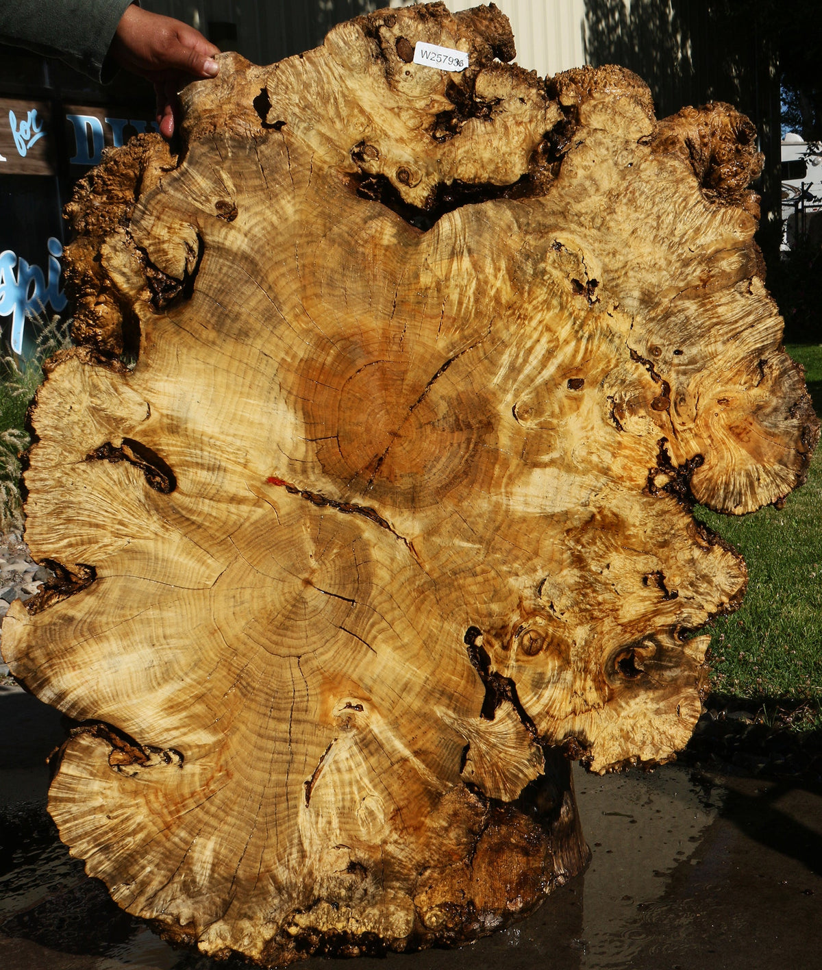 Rustic Box Elder Burl Cookie