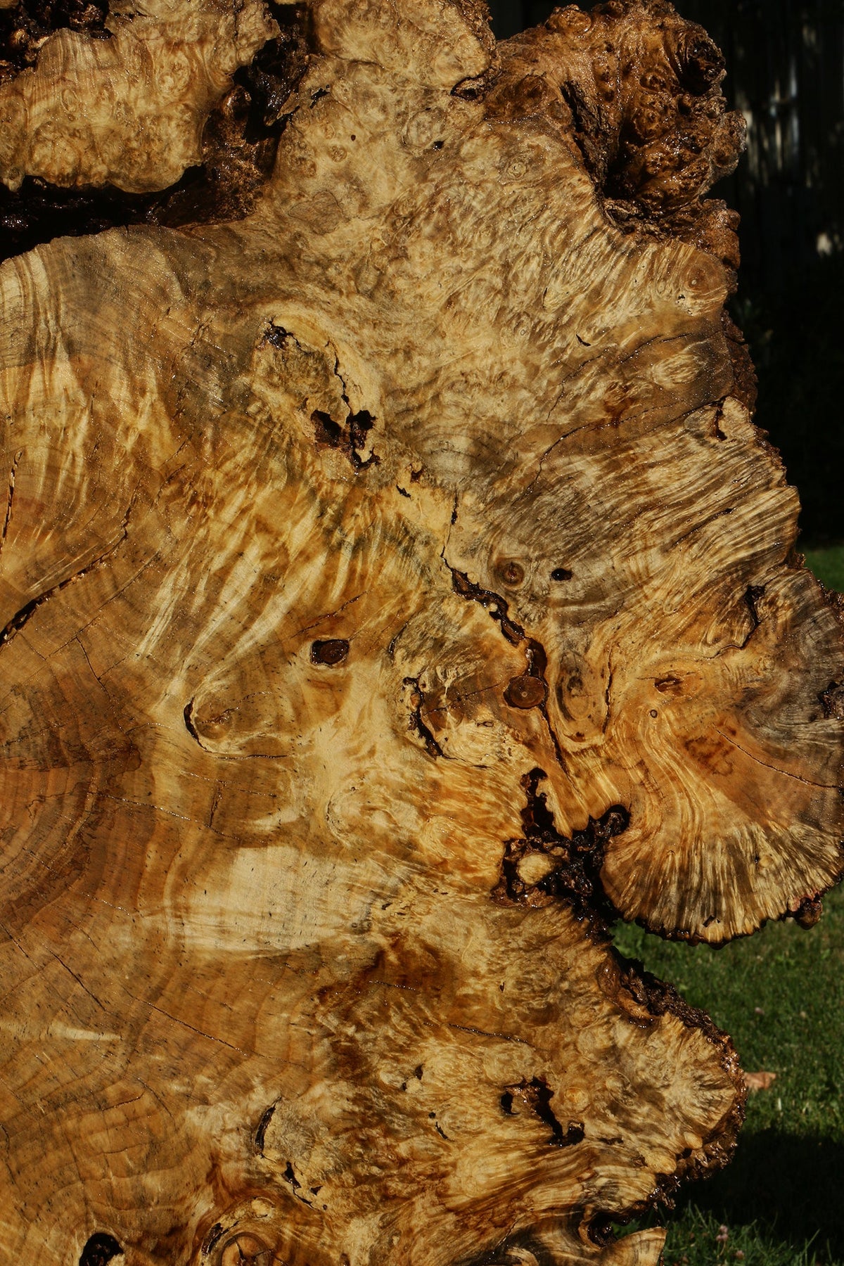 Rustic Box Elder Burl Cookie