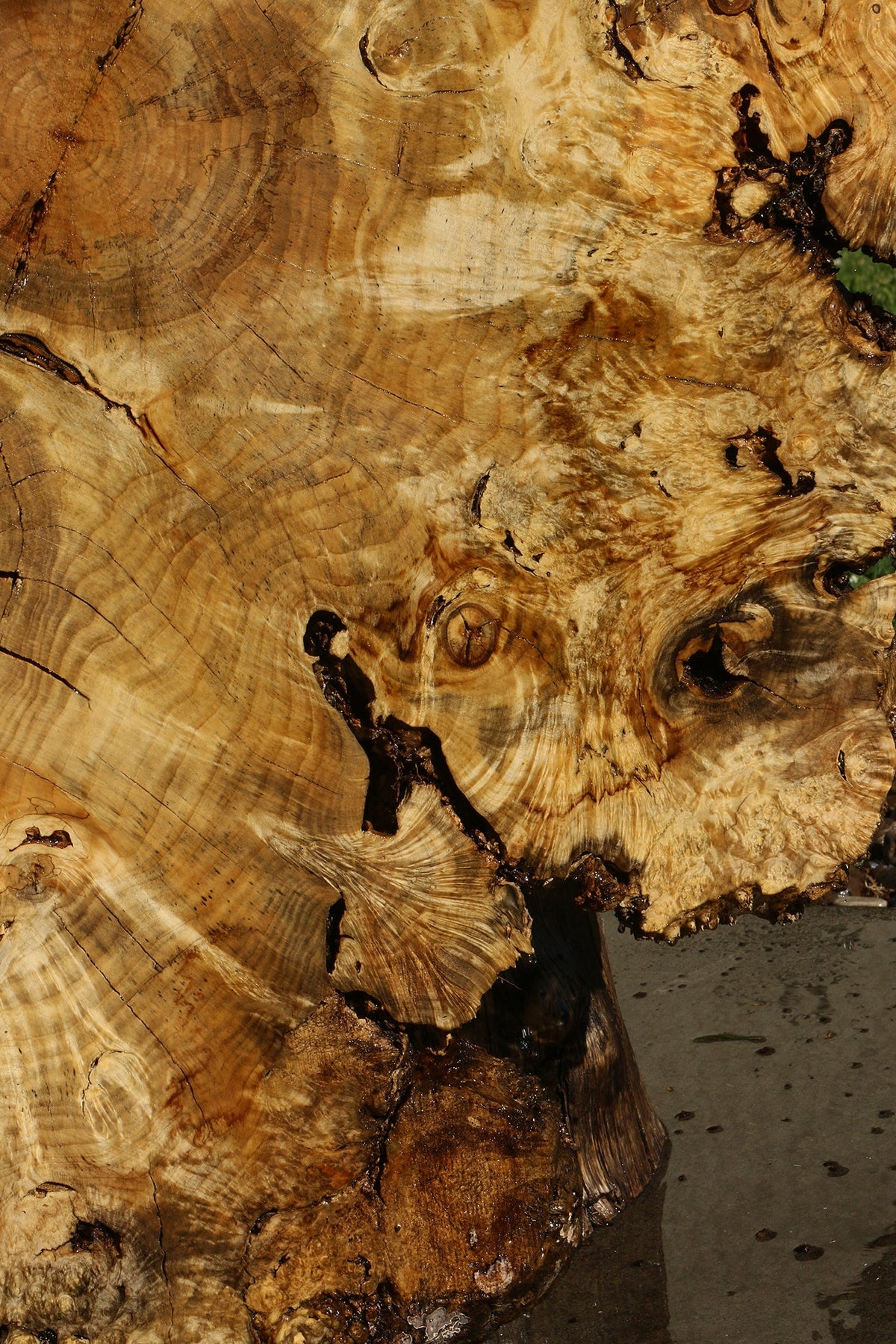 Rustic Box Elder Burl Cookie