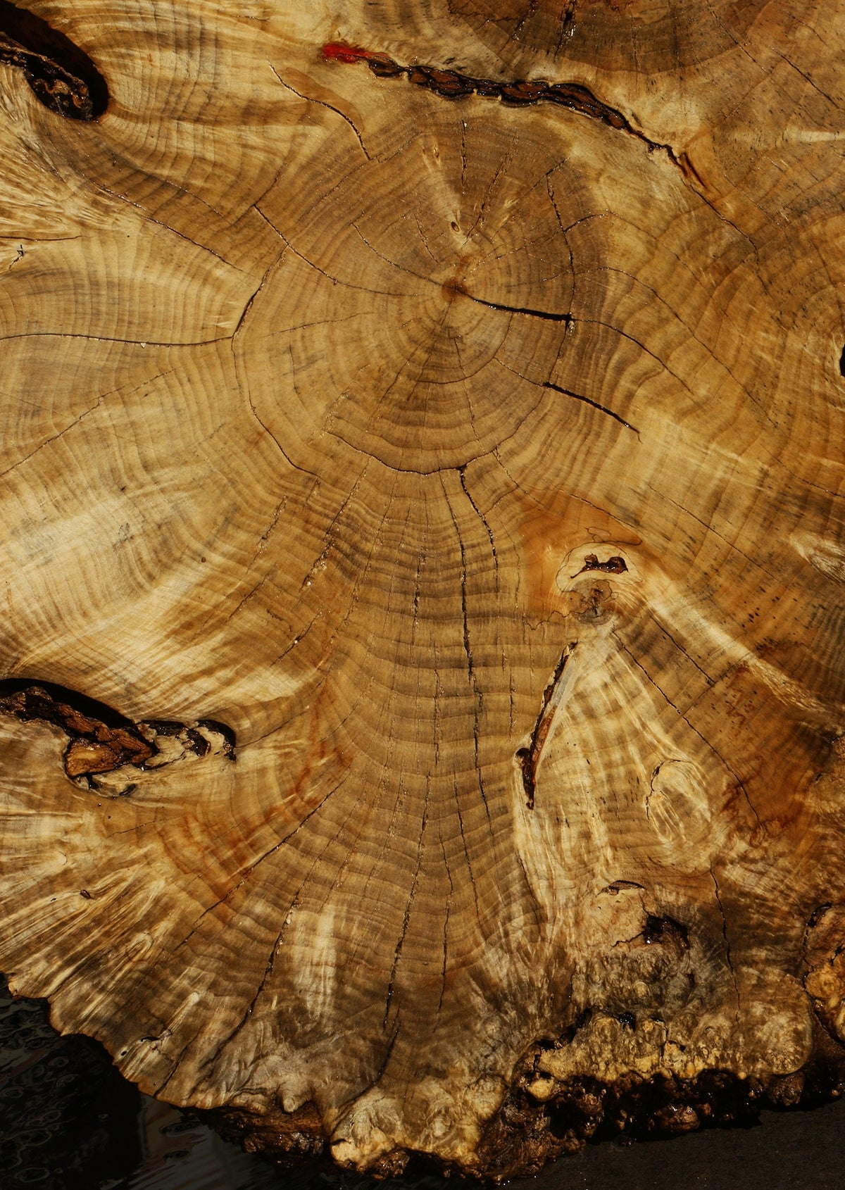 Rustic Box Elder Burl Cookie