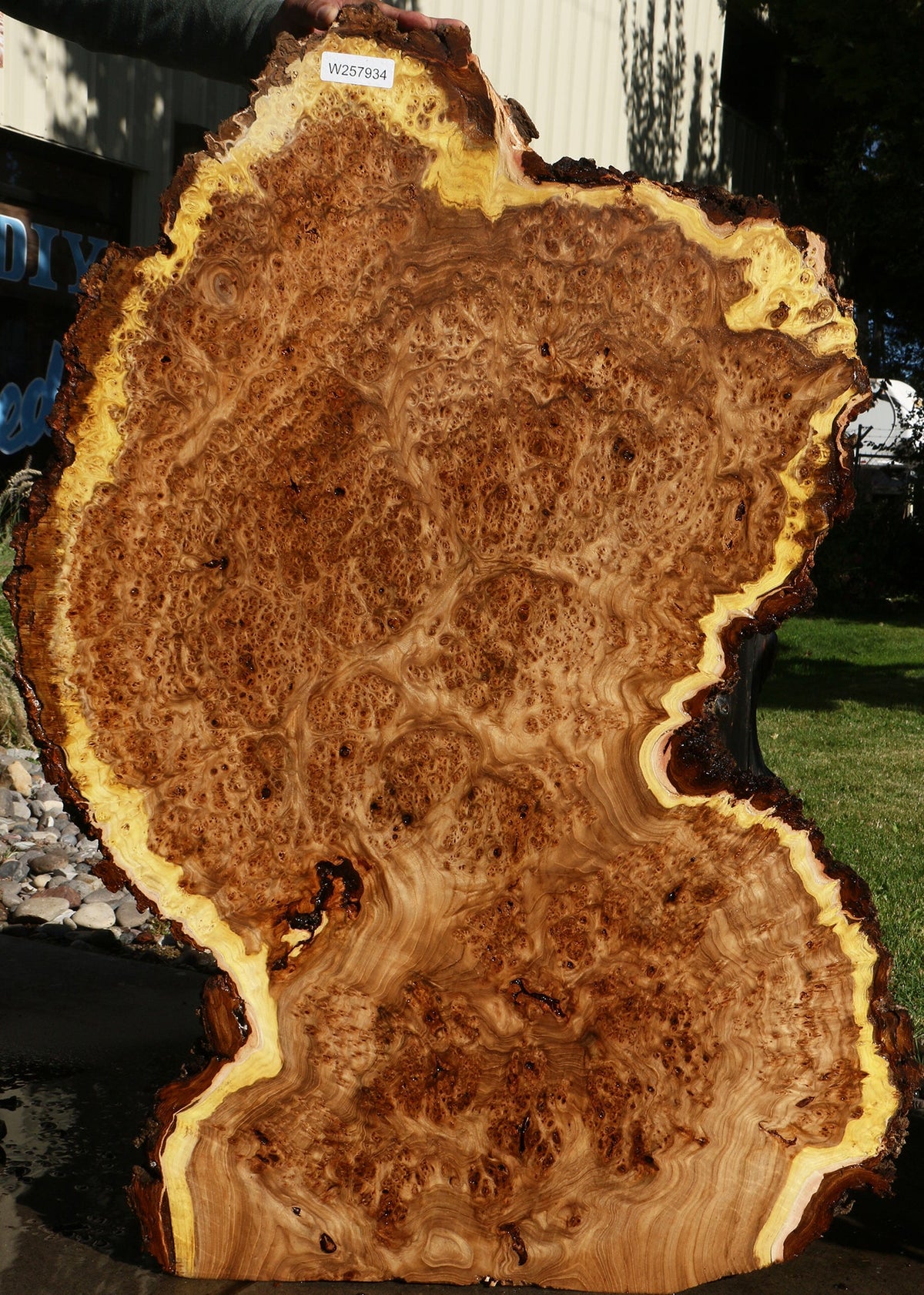 Elm Burl Live Edge Slab (Free Shipping Excluded)