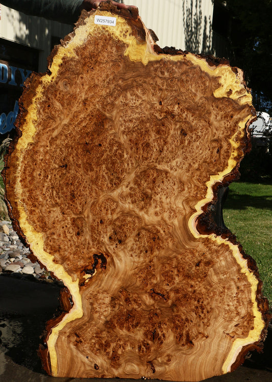 Elm Burl Live Edge Slab (Free Shipping Excluded)