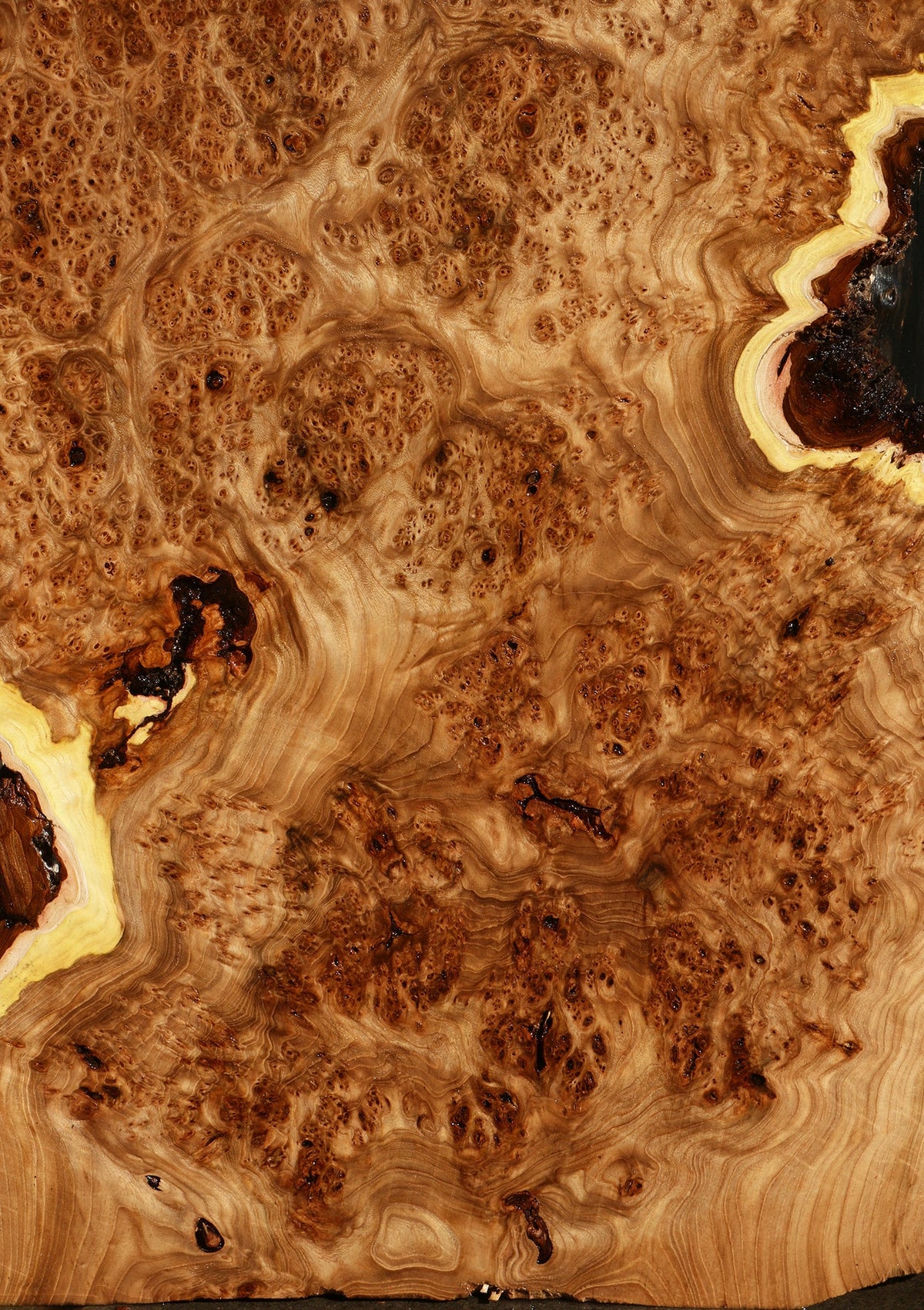 Elm Burl Live Edge Slab (Free Shipping Excluded)