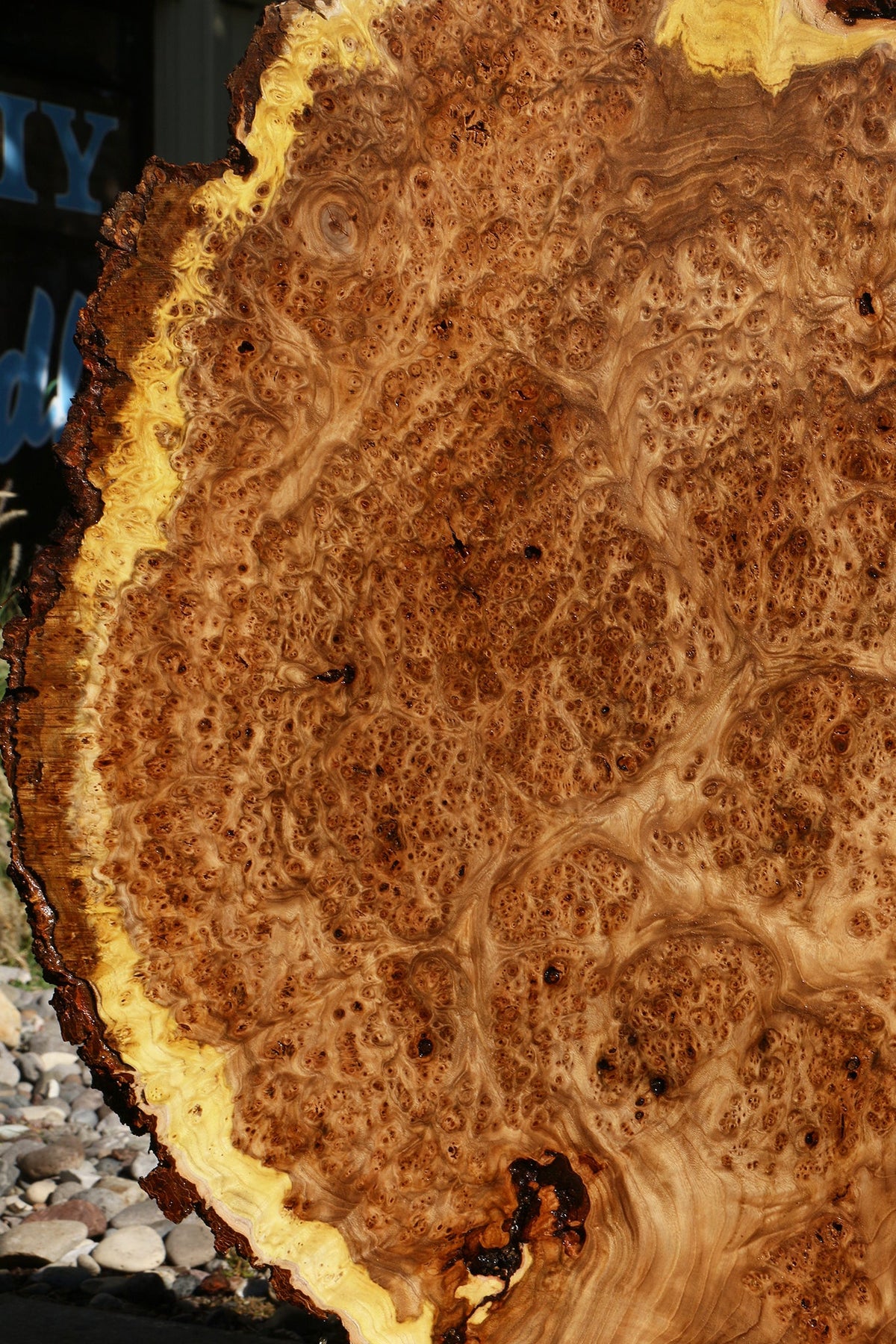 Elm Burl Live Edge Slab (Free Shipping Excluded)
