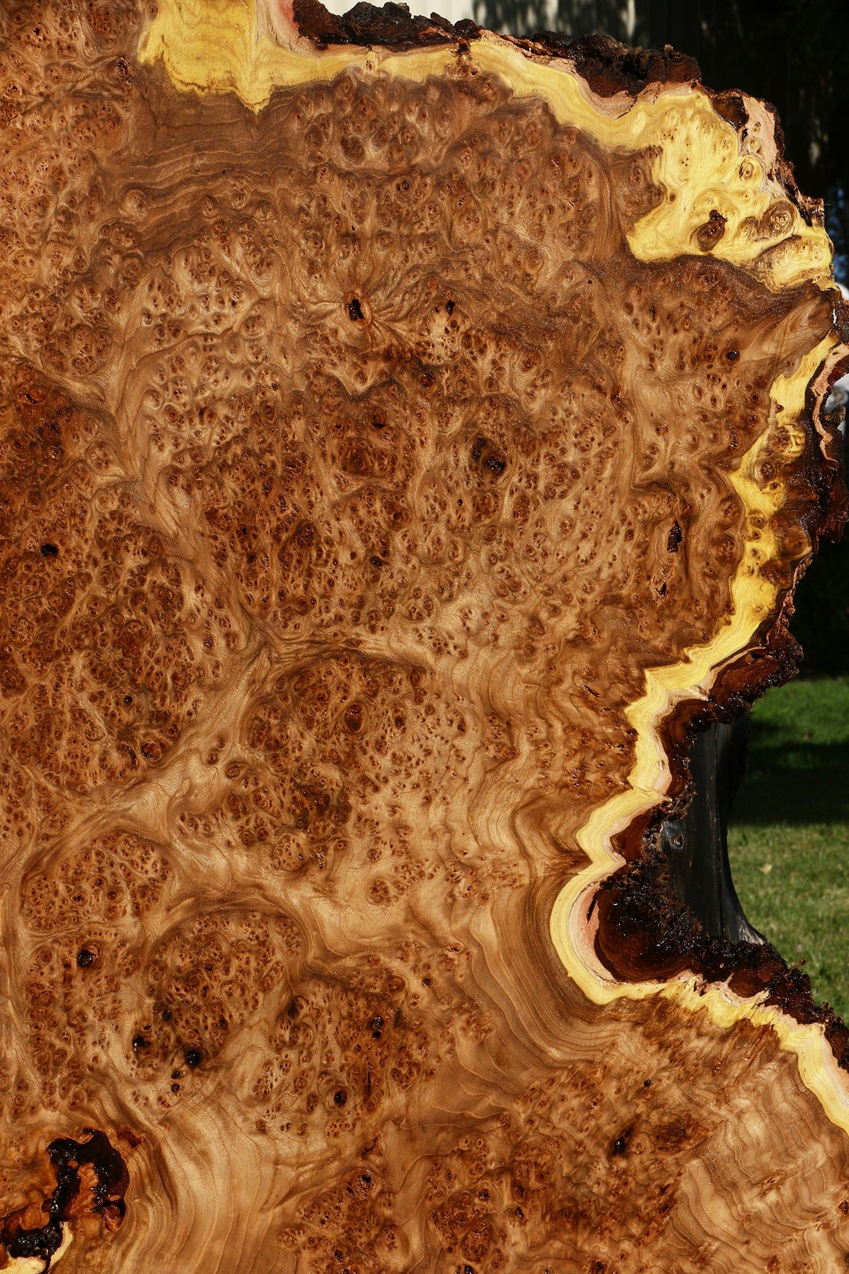 Elm Burl Live Edge Slab (Free Shipping Excluded)