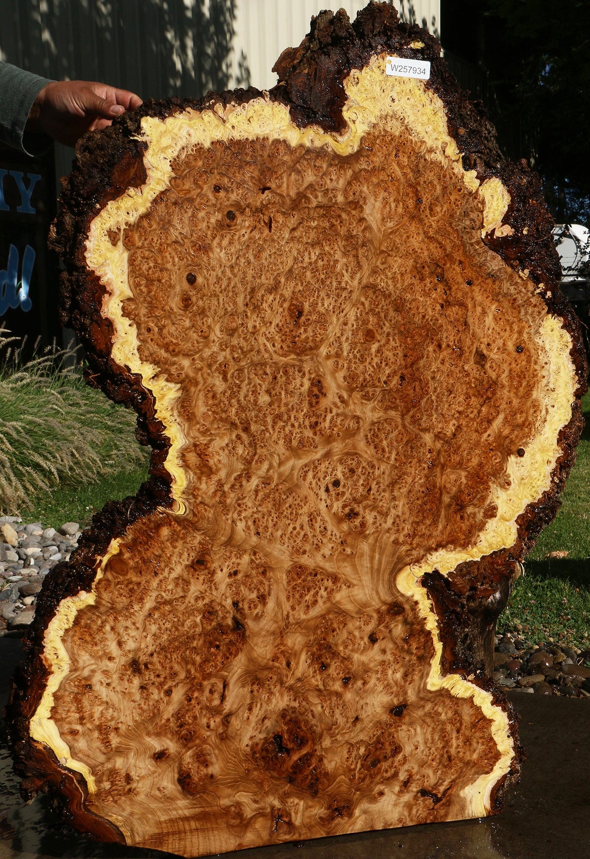 Elm Burl Live Edge Slab (Free Shipping Excluded)