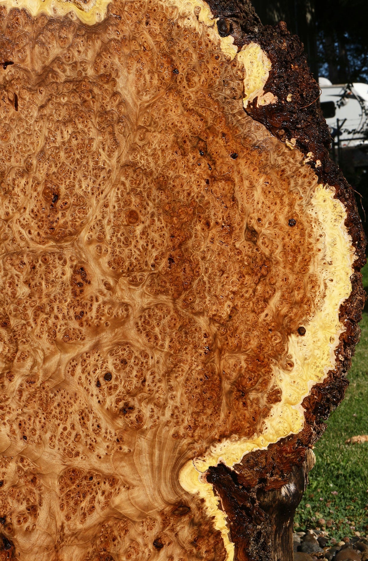Elm Burl Live Edge Slab (Free Shipping Excluded)