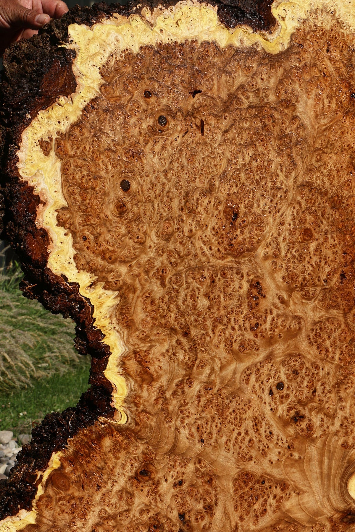 Elm Burl Live Edge Slab (Free Shipping Excluded)