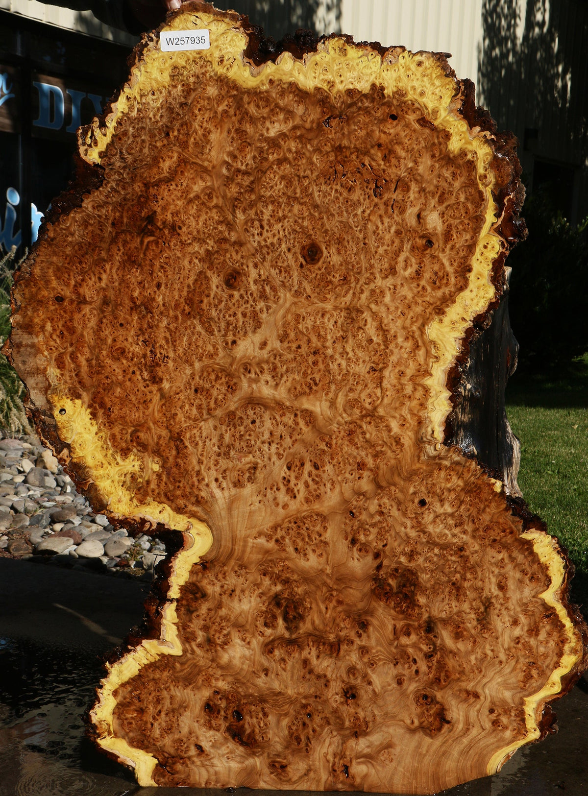 Elm Burl Live Edge Slab (Free Shipping Excluded)