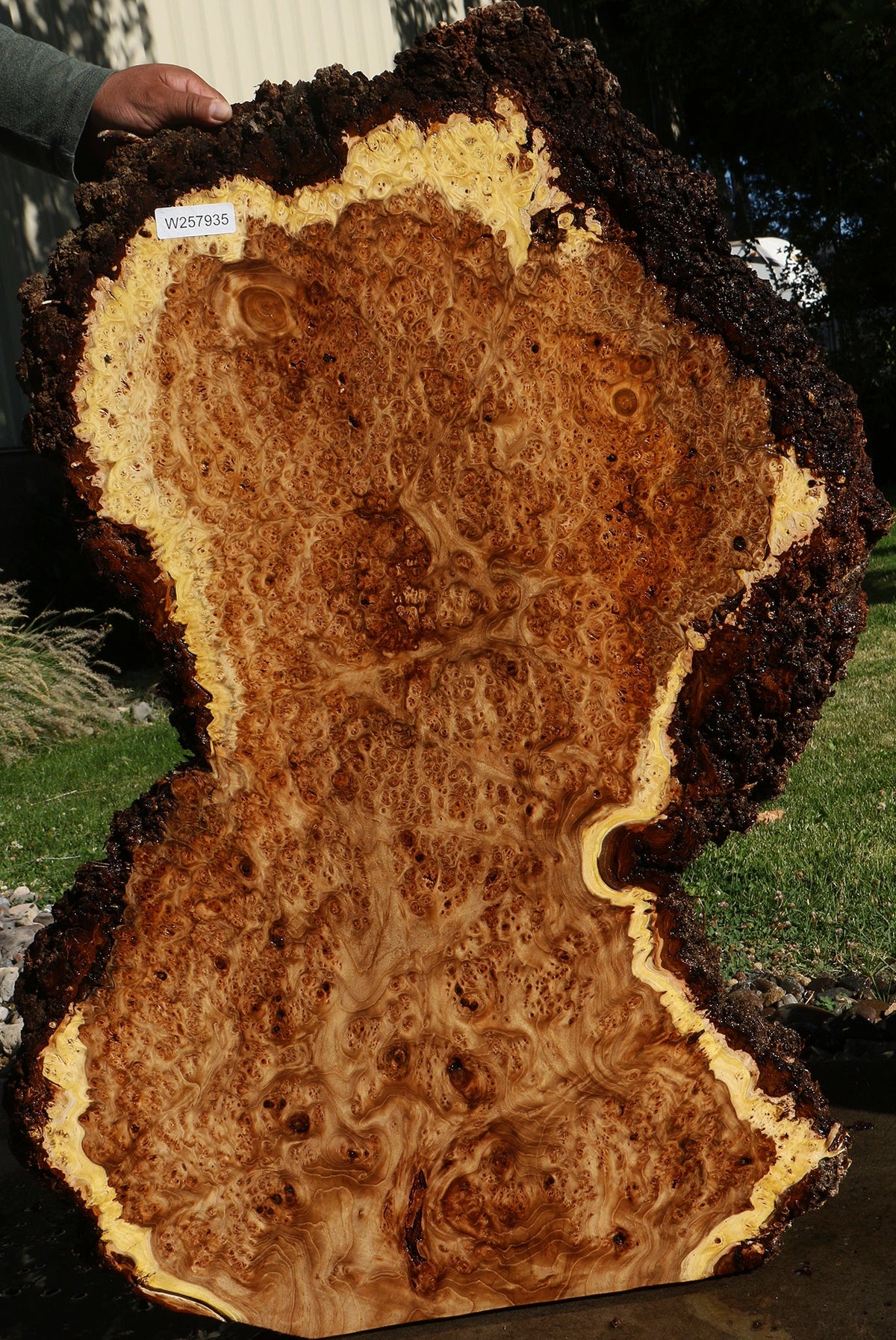 Elm Burl Live Edge Slab (Free Shipping Excluded)