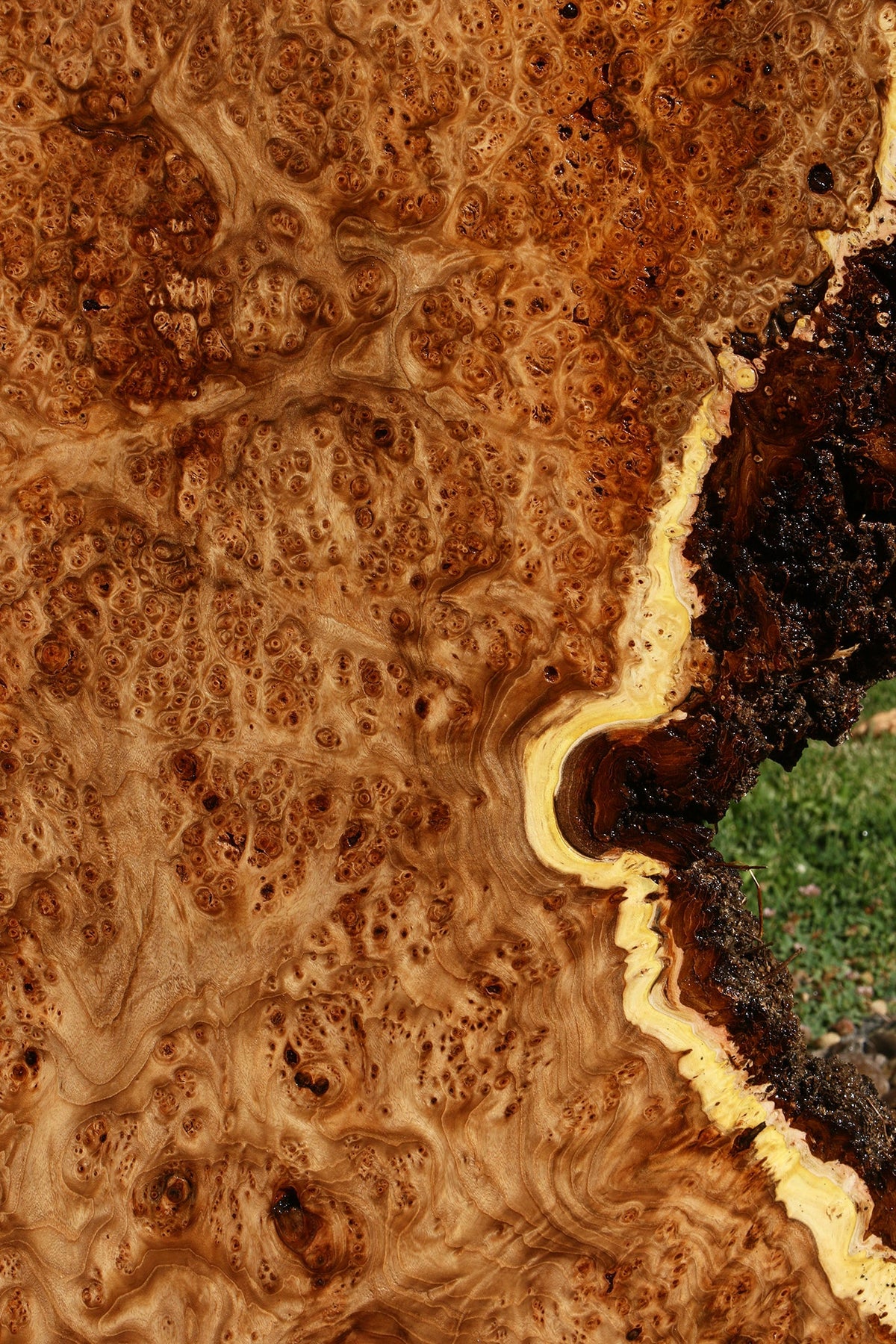Elm Burl Live Edge Slab (Free Shipping Excluded)