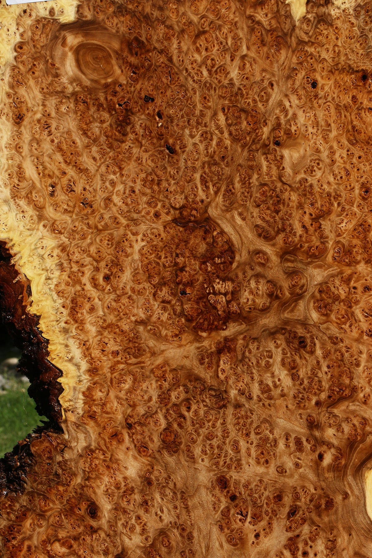 Elm Burl Live Edge Slab (Free Shipping Excluded)