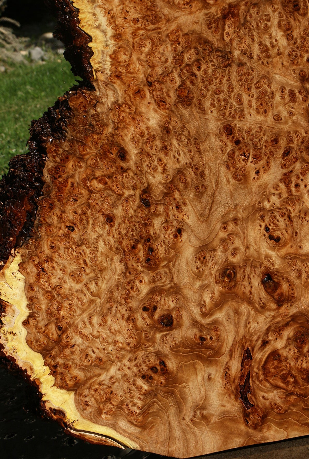 Elm Burl Live Edge Slab (Free Shipping Excluded)
