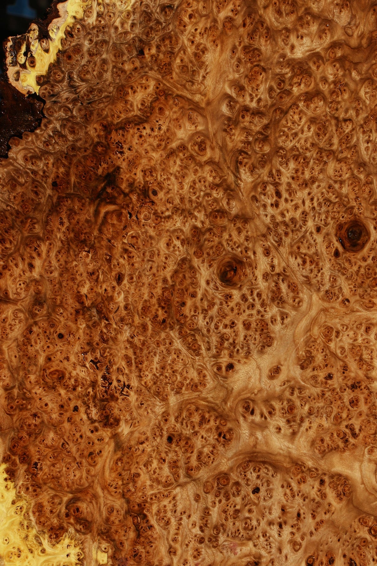 Elm Burl Live Edge Slab (Free Shipping Excluded)