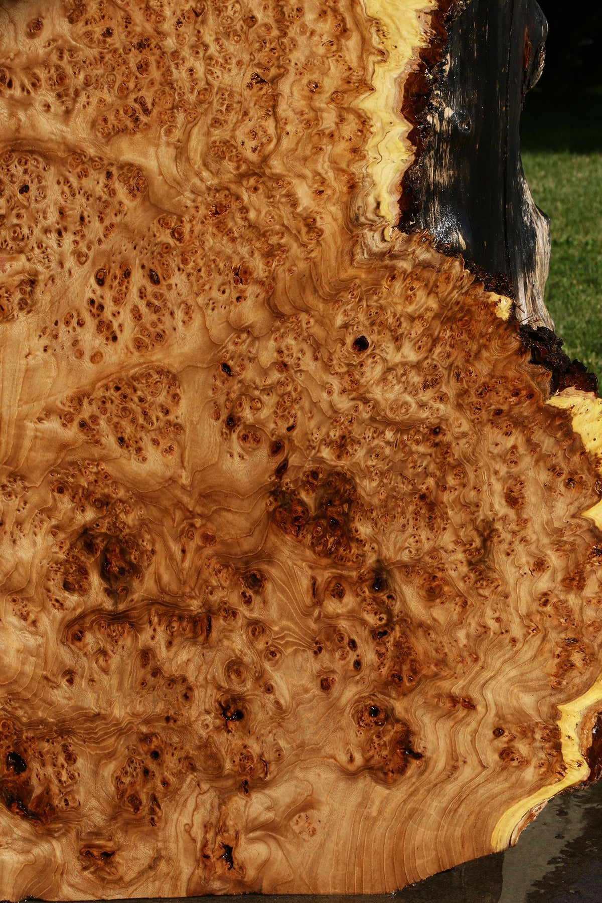 Elm Burl Live Edge Slab (Free Shipping Excluded)