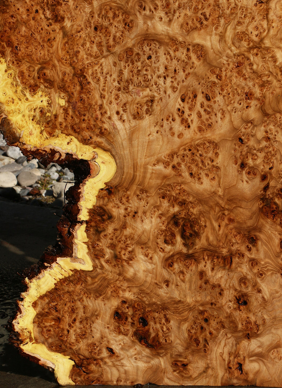 Elm Burl Live Edge Slab (Free Shipping Excluded)