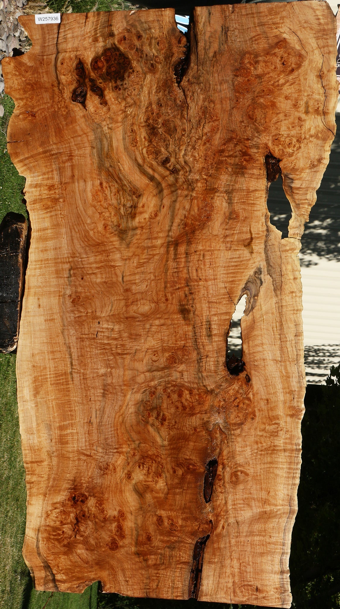 Maple Burl Live Edge Slab