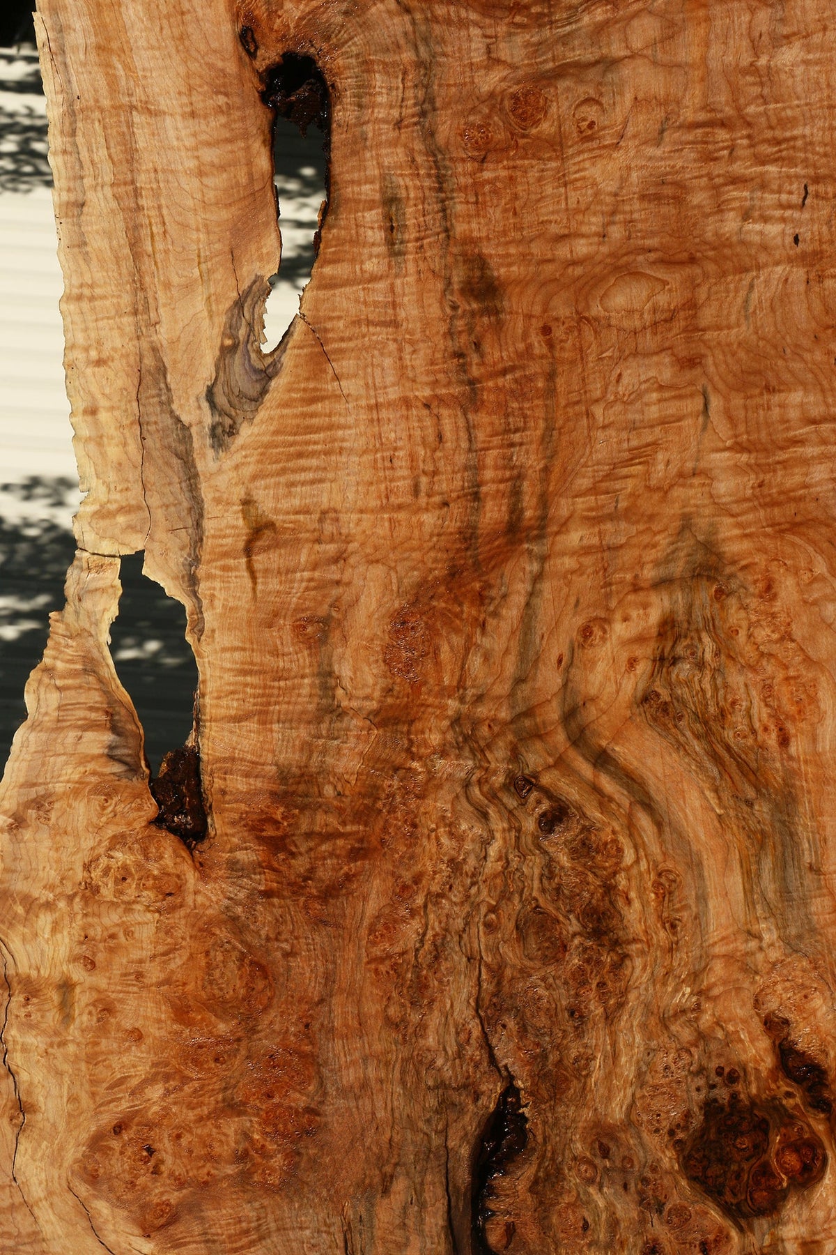 Maple Burl Live Edge Slab