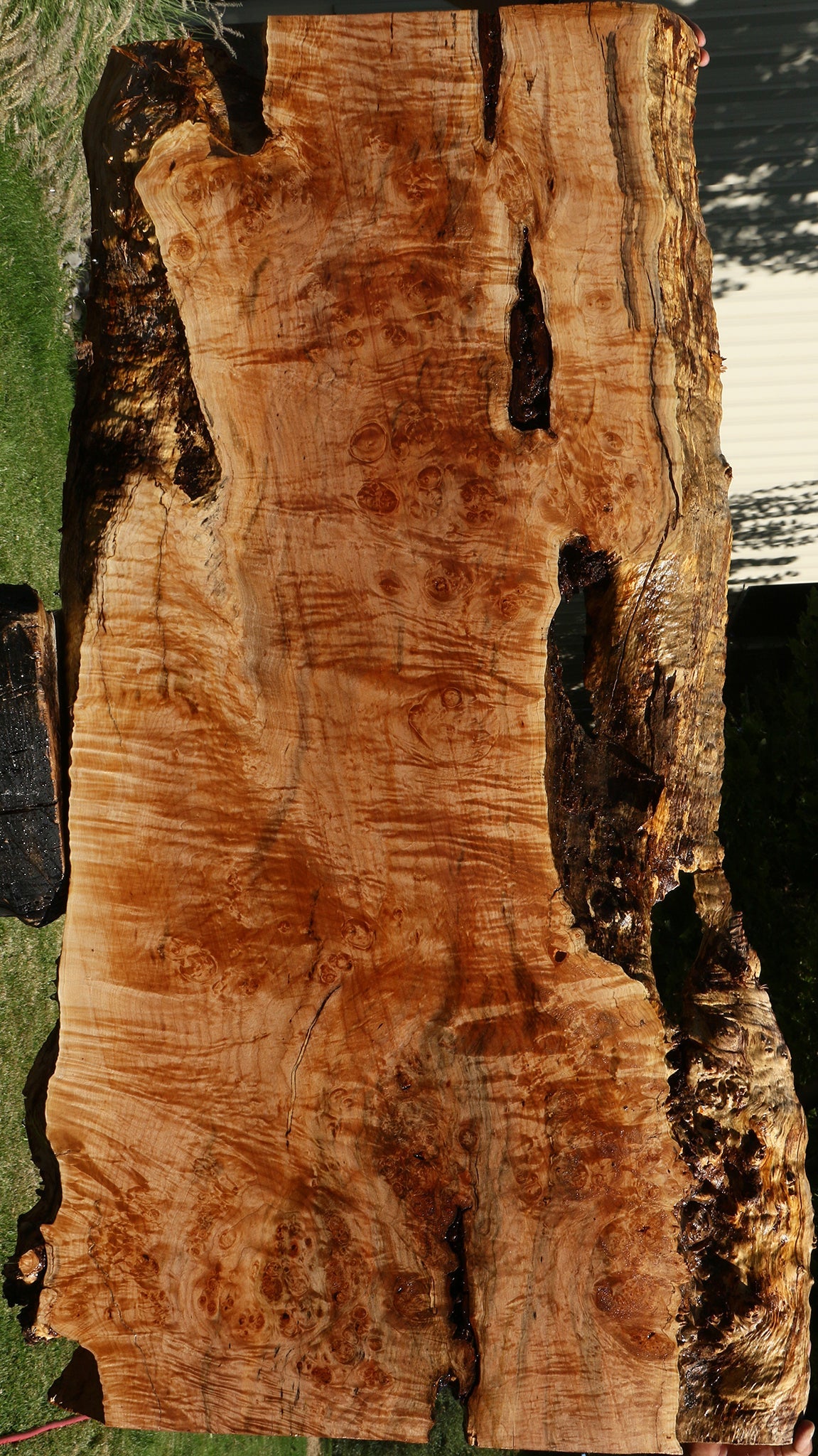 Maple Burl Live Edge Slab