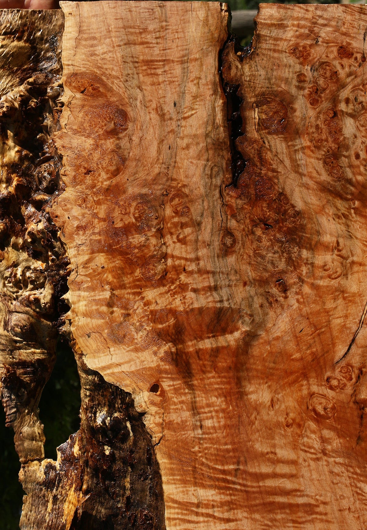 Maple Burl Live Edge Slab