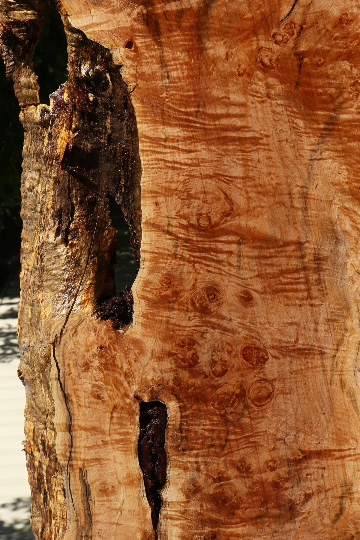Maple Burl Live Edge Slab