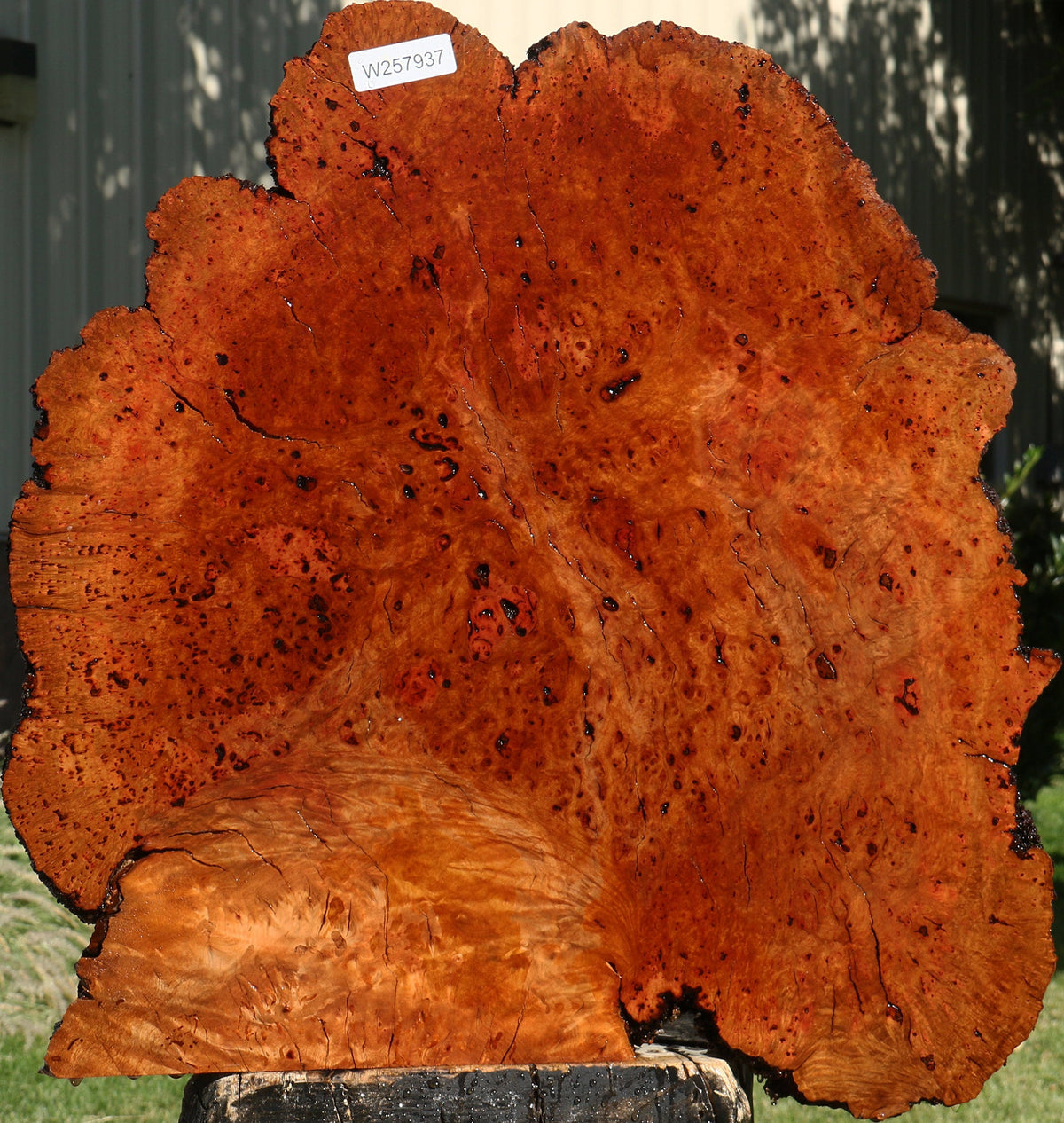 Rustic Madrone Burl Live Edge Slice