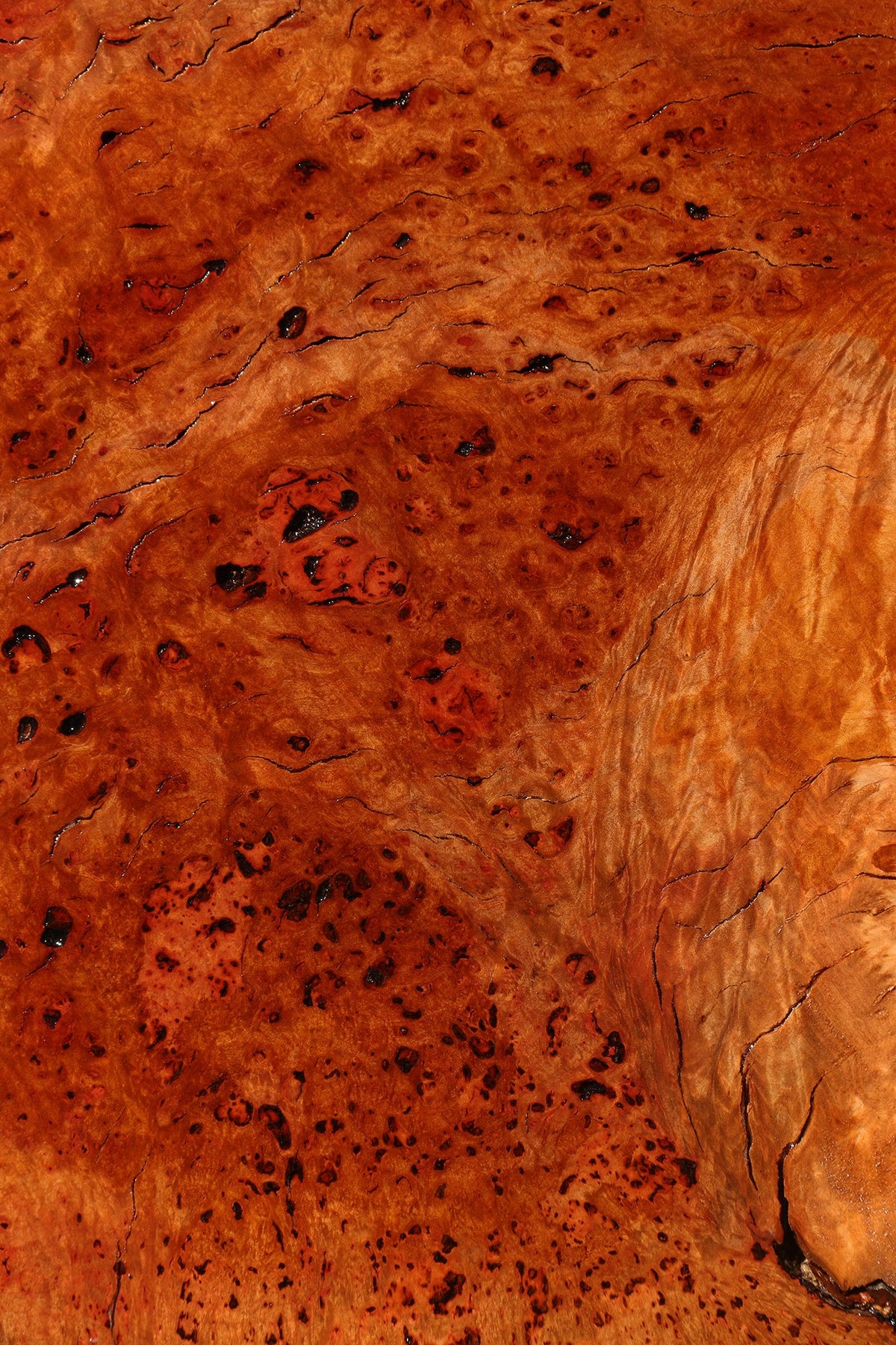 Rustic Madrone Burl Live Edge Slice