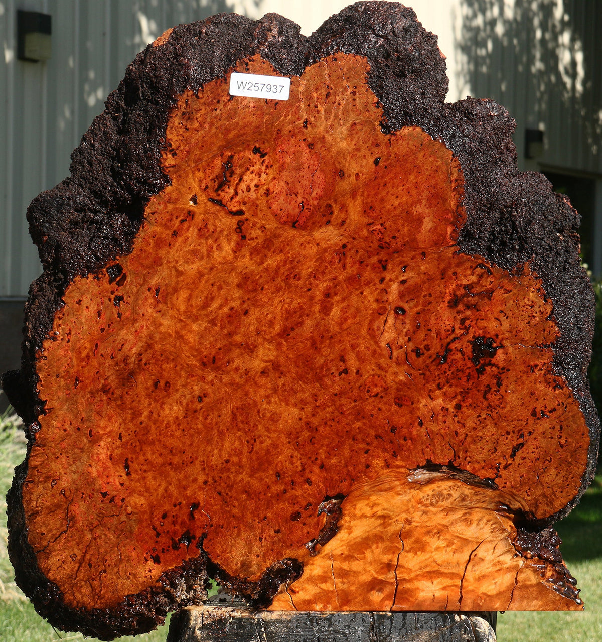 Rustic Madrone Burl Live Edge Slice