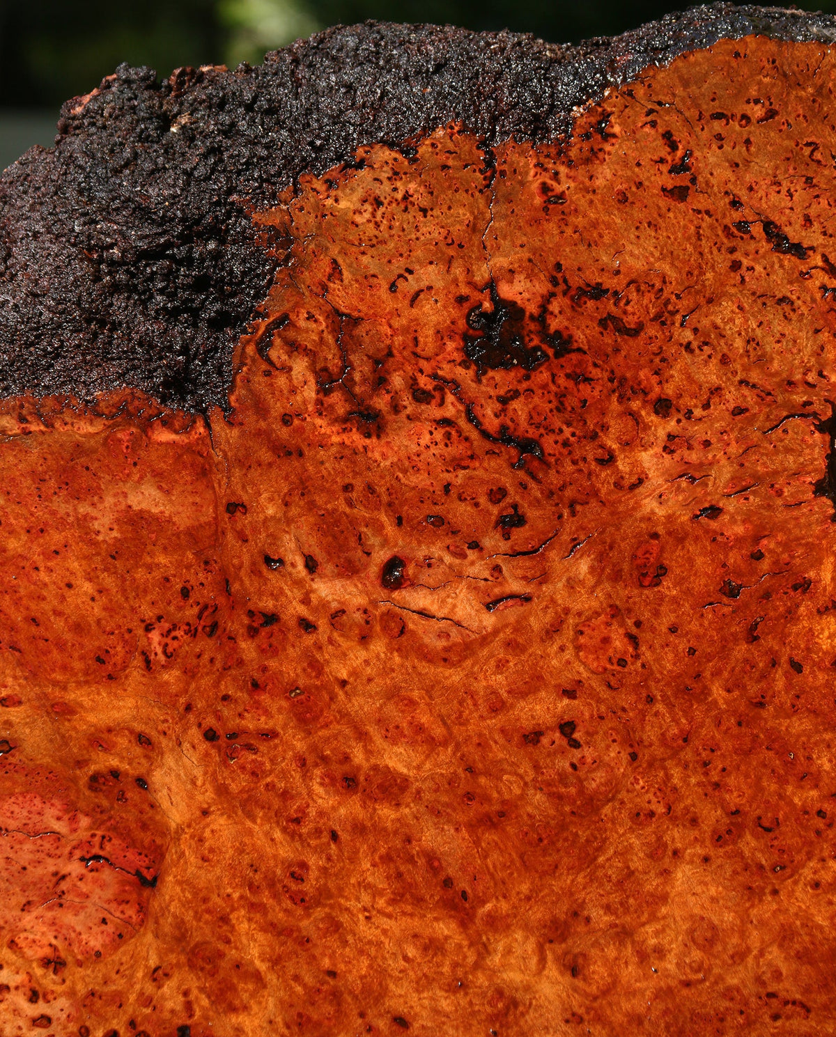 Rustic Madrone Burl Live Edge Slice