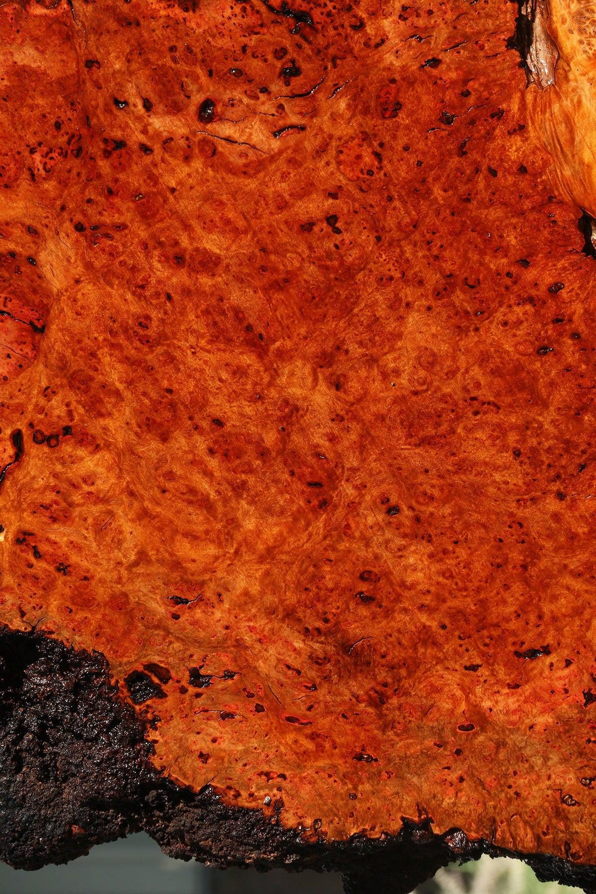 Rustic Madrone Burl Live Edge Slice