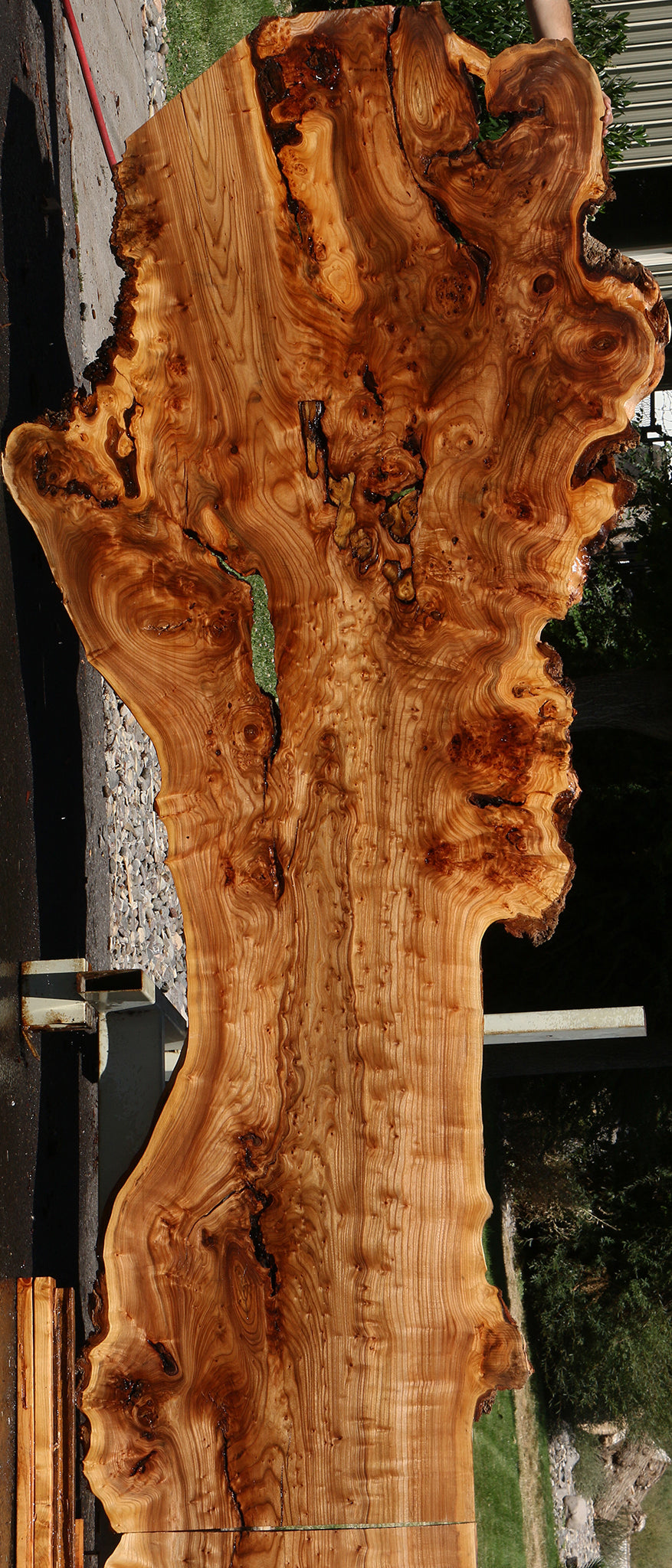 136" Long Figured Elm Burl Live Edge Bookmatched Slab Set