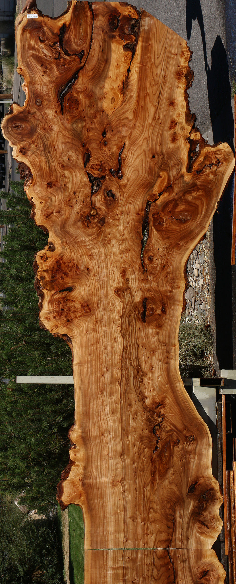 136" Long Figured Elm Burl Live Edge Bookmatched Slab Set