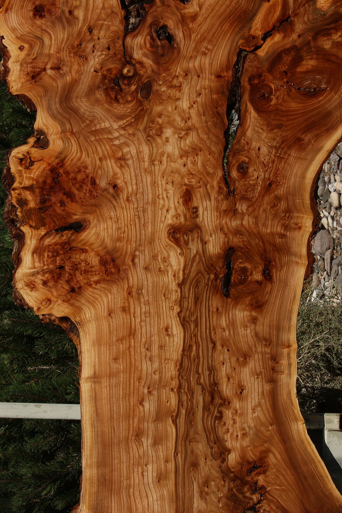 136" Long Figured Elm Burl Live Edge Bookmatched Slab Set