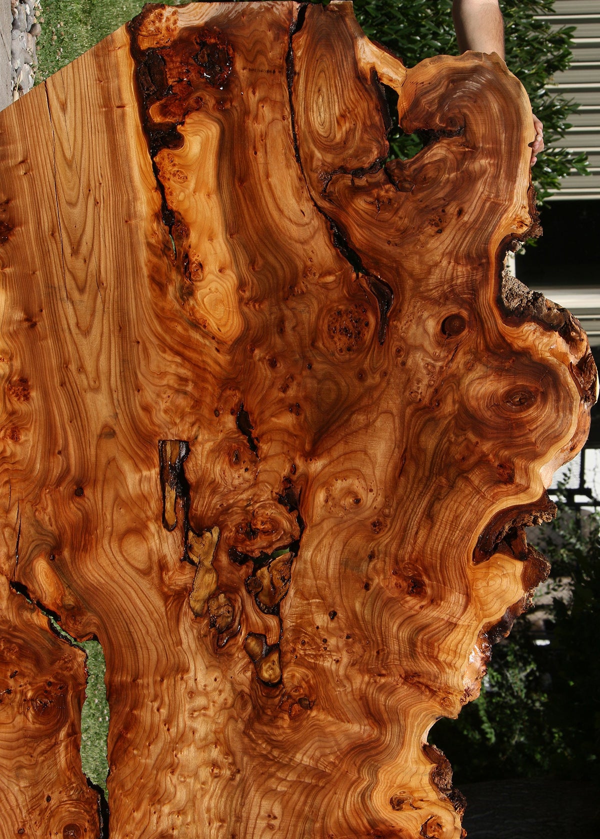 136" Long Figured Elm Burl Live Edge Bookmatched Slab Set