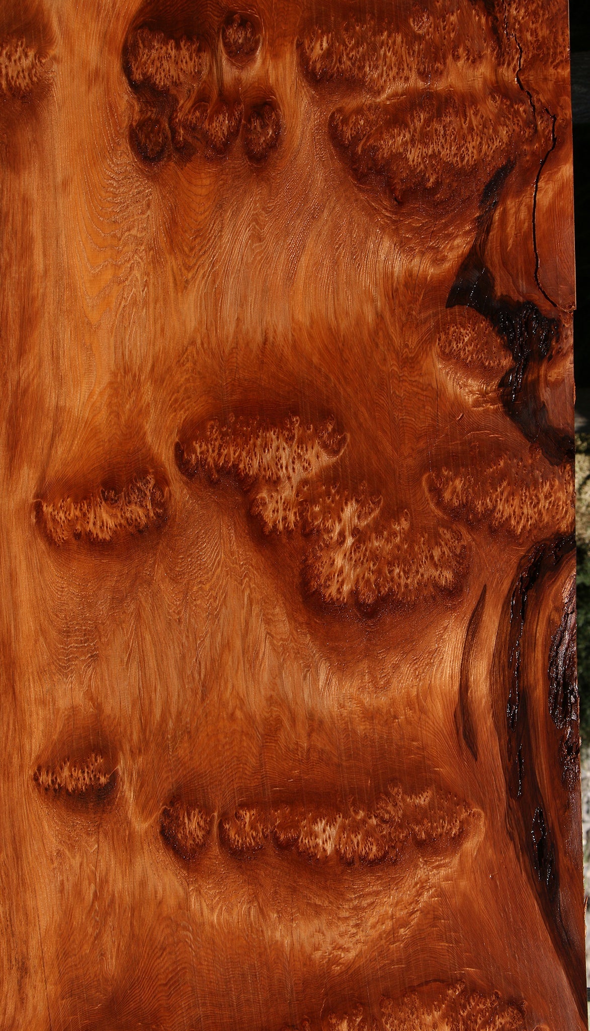 158" Long Rustic Redwood Burl Live Edge Slab