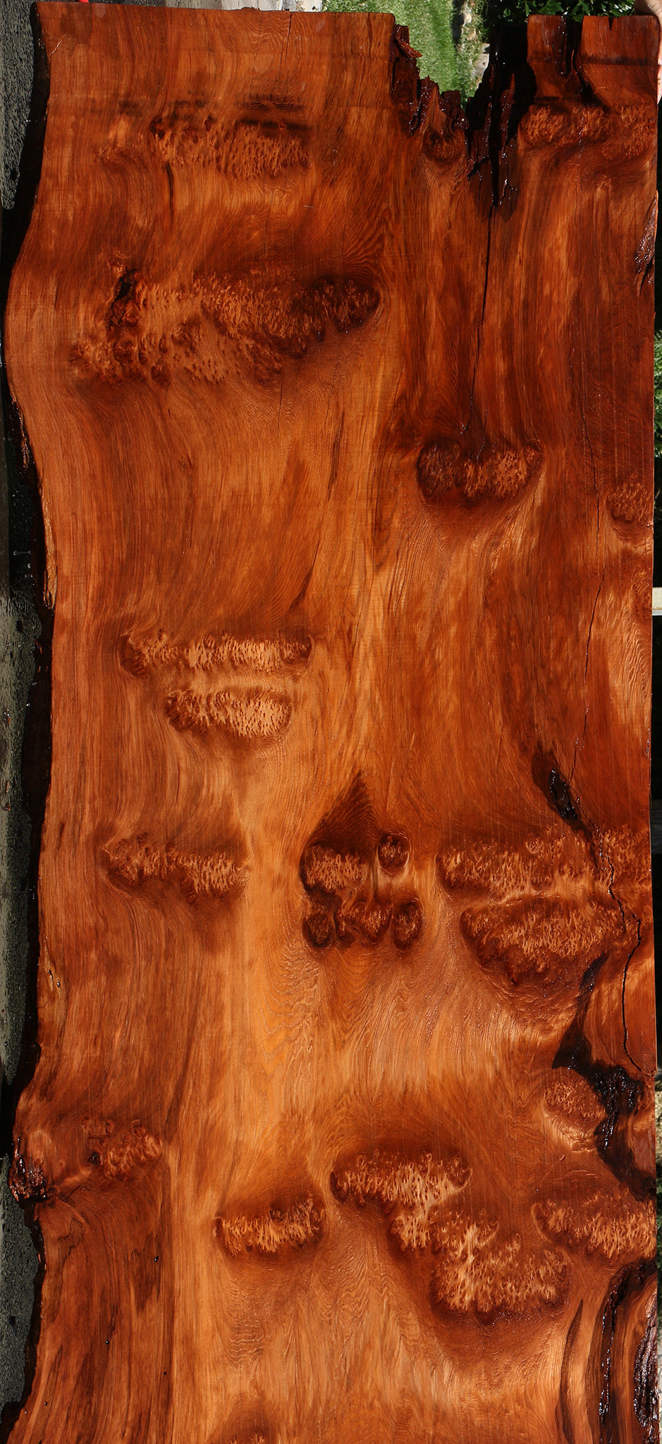 158" Long Rustic Redwood Burl Live Edge Slab