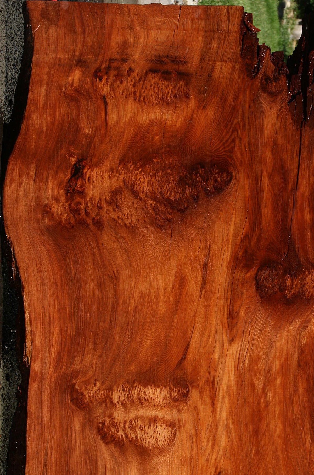 158" Long Rustic Redwood Burl Live Edge Slab