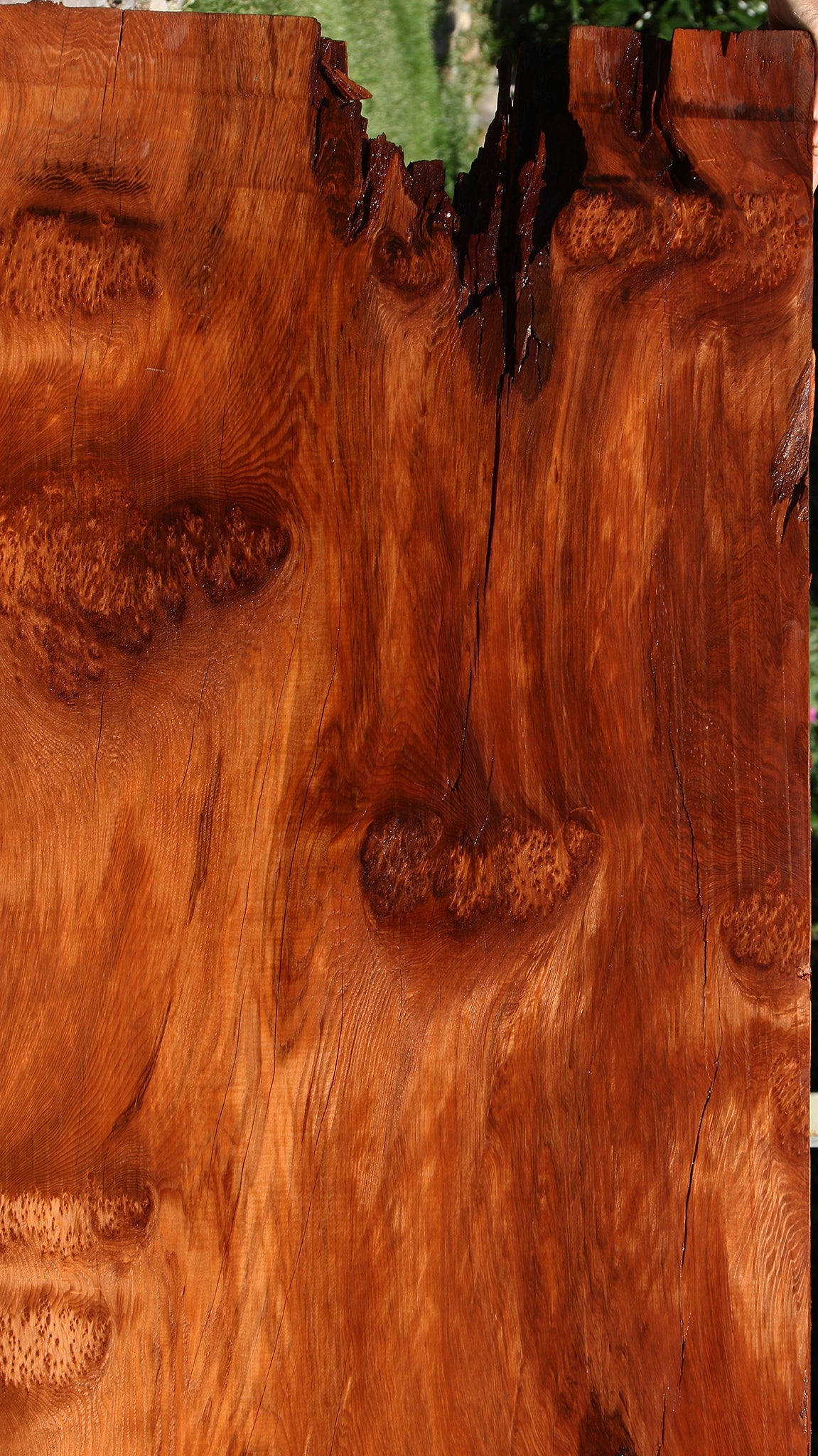 158" Long Rustic Redwood Burl Live Edge Slab