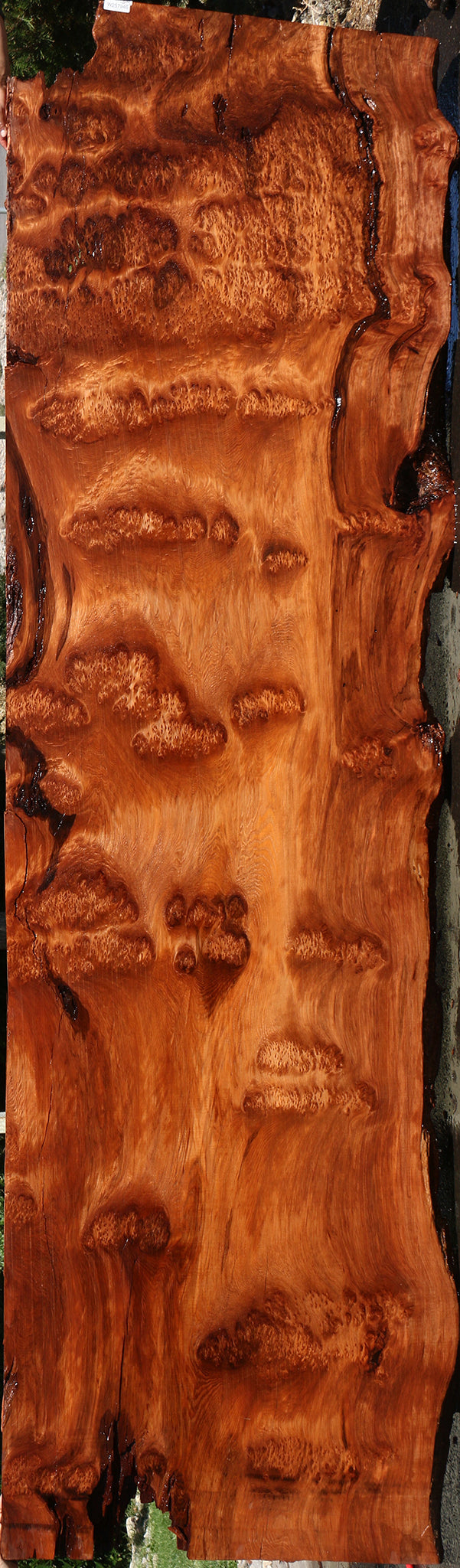 158" Long Rustic Redwood Burl Live Edge Slab