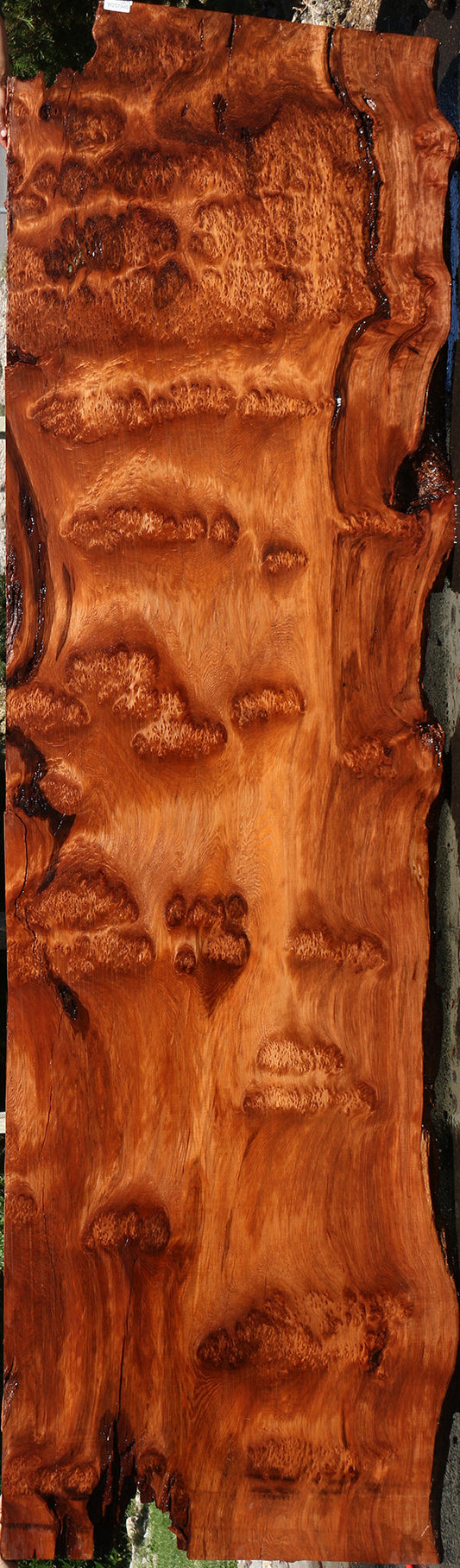 158" Long Rustic Redwood Burl Live Edge Slab