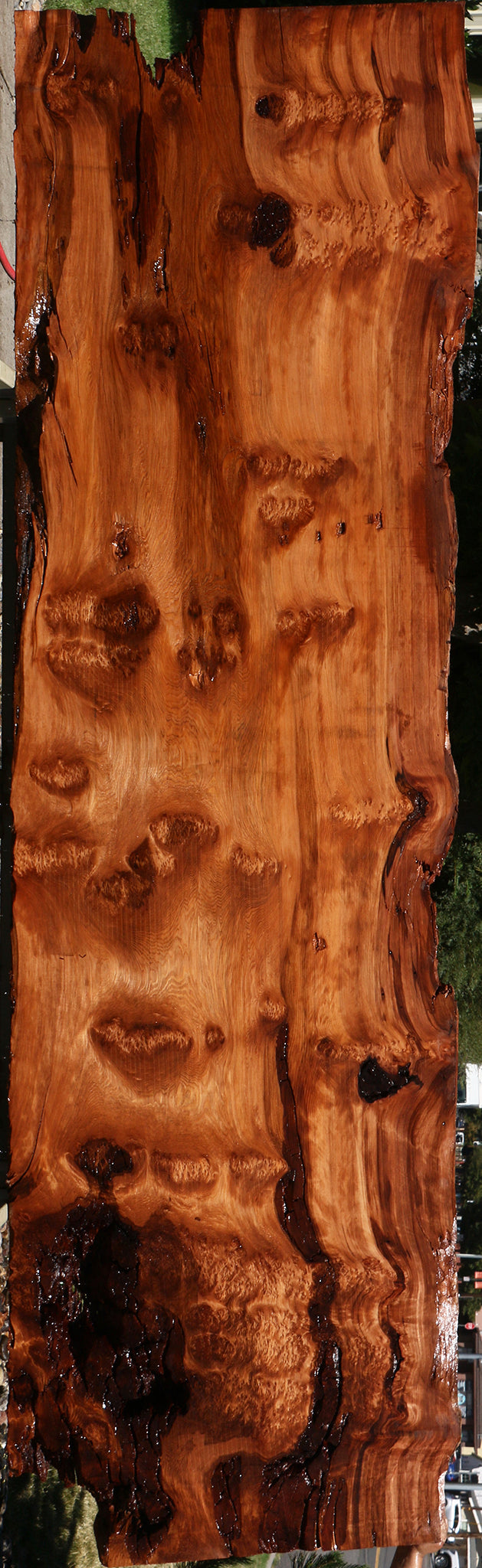 158" Long Rustic Redwood Burl Live Edge Slab