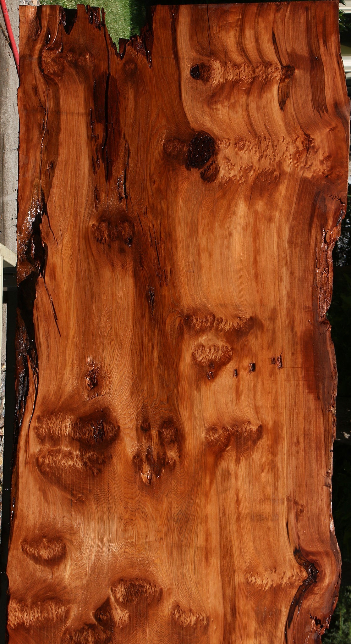 158" Long Rustic Redwood Burl Live Edge Slab